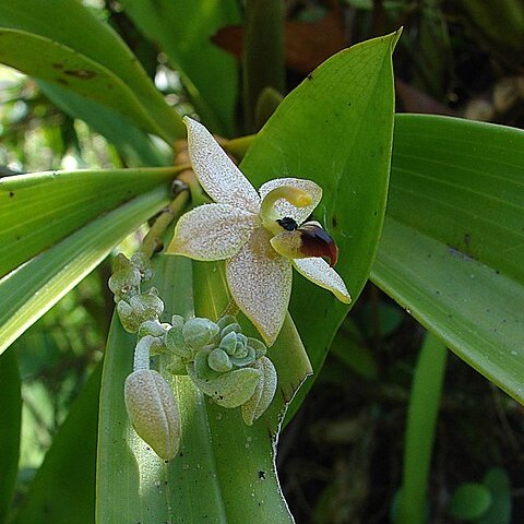 Callostylis unspecified picture