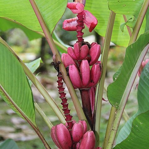 Musa rosea unspecified picture