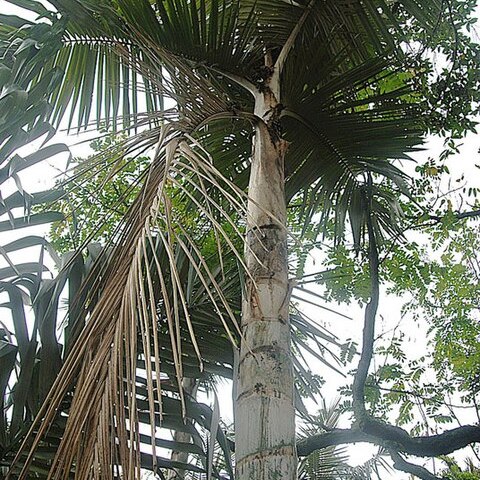 Ceroxylon echinulatum unspecified picture