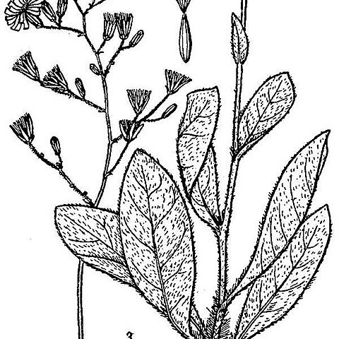 Hieracium gronovii unspecified picture