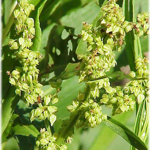 Rumex triangulivalvis unspecified picture