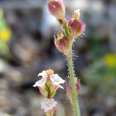 Boerhavia wrightii unspecified picture