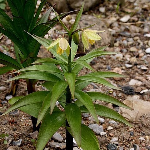 Fritillaria raddeana unspecified picture