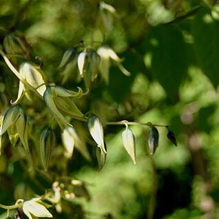 Decaisnea fargesii unspecified picture