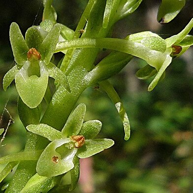 Platanthera michaelii unspecified picture