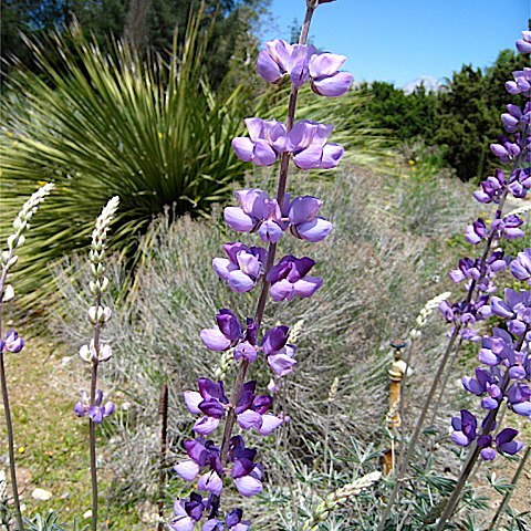 Lupinus longifolius unspecified picture