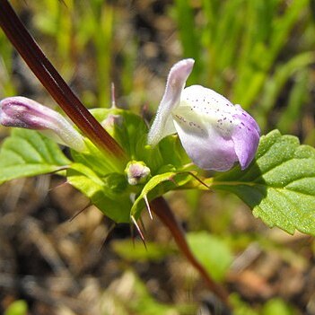 Acanthomintha ilicifolia unspecified picture