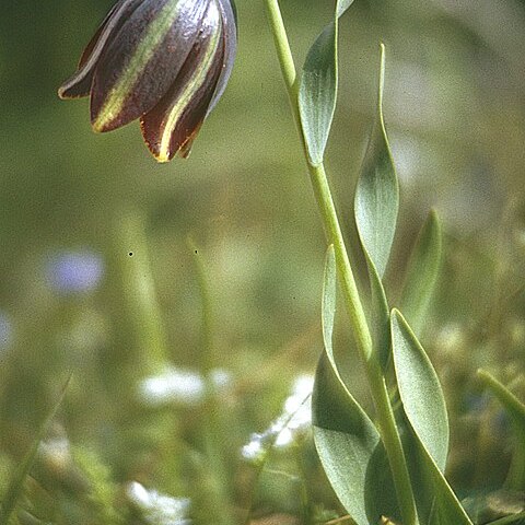 Fritillaria graeca unspecified picture