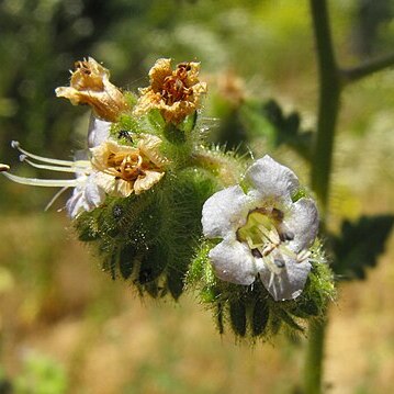 Phacelia ramosissima unspecified picture