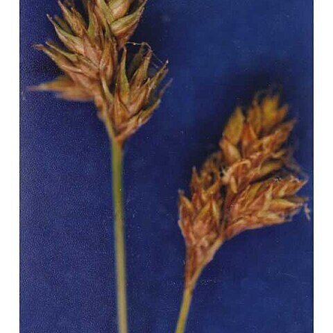 Carex straminiformis unspecified picture