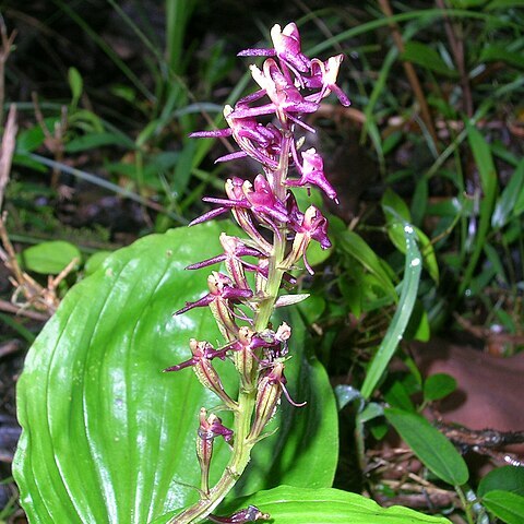 Malaxis densiflora unspecified picture