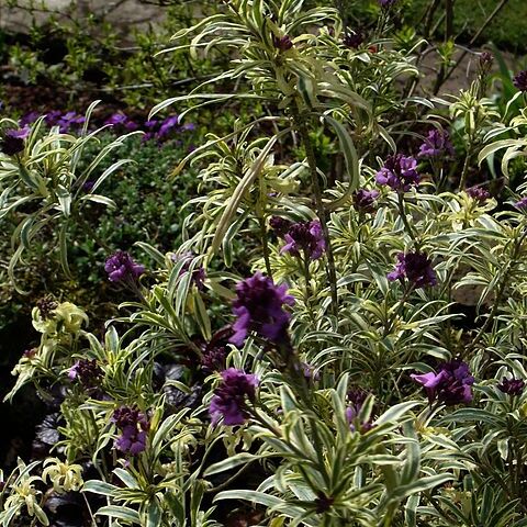 Erysimum linifolium unspecified picture