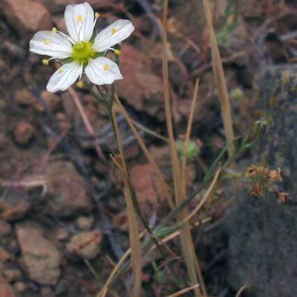 Minuartia douglasii unspecified picture