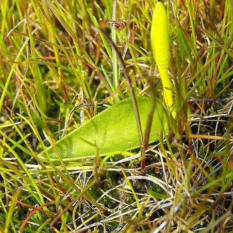 Ophioglossum californicum unspecified picture