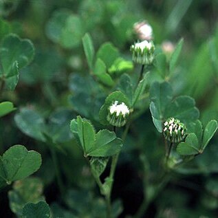 Trifolium microdon unspecified picture