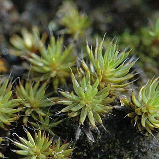 Polytrichum piliferum unspecified picture