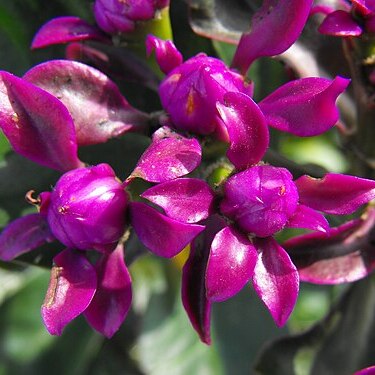 Pereskia grandifolia subsp. violacea unspecified picture