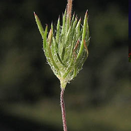 Leptosiphon ciliatus unspecified picture