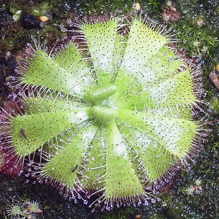 Drosera admirabilis unspecified picture