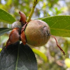 Camellia pitardii unspecified picture