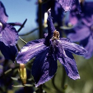 Delphinium bicolor unspecified picture