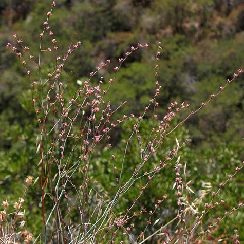 Eriogonum cithariforme unspecified picture