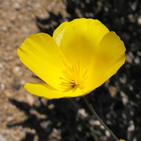 Eschscholzia parishii unspecified picture