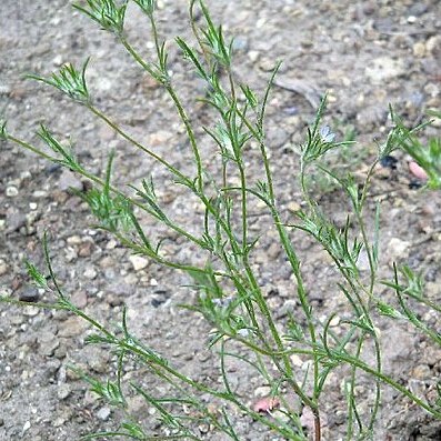 Eriastrum wilcoxii unspecified picture