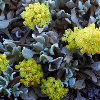 Eriogonum diclinum unspecified picture