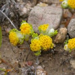 Eriophyllum pringlei unspecified picture