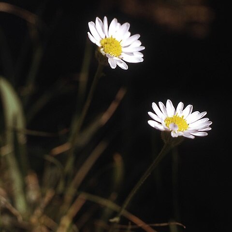 Erigeron eatonii unspecified picture