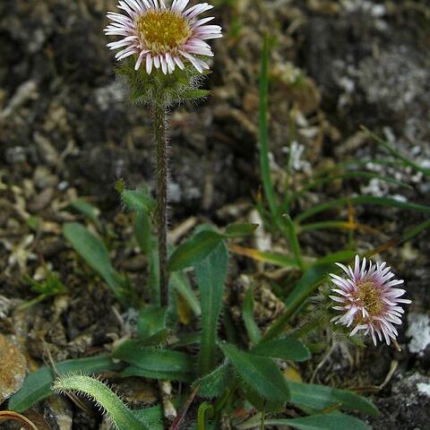 Erigeron humilis unspecified picture