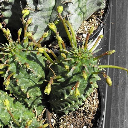 Euphorbia spiralis unspecified picture