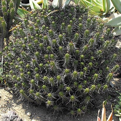 Euphorbia atrispina unspecified picture