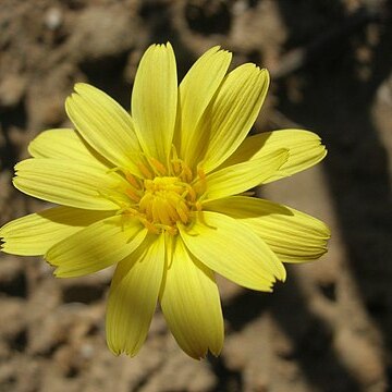 Microseris unspecified picture