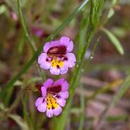 Erythranthe filicaulis unspecified picture