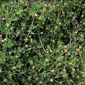 Trifolium microcephalum unspecified picture