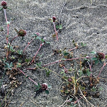 Trifolium macraei unspecified picture