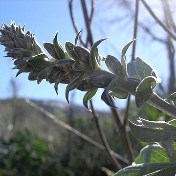 Thermopsis californica unspecified picture