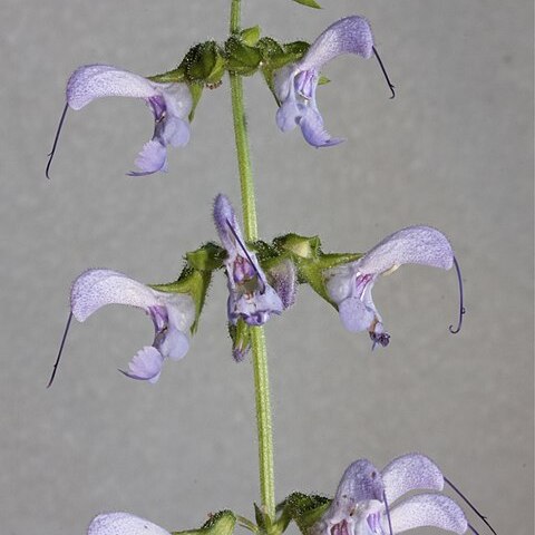 Salvia miltiorrhiza unspecified picture