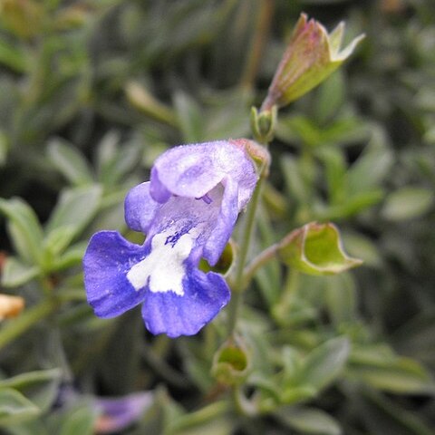 Salvia muirii unspecified picture