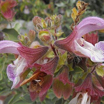 Salvia dolomitica unspecified picture