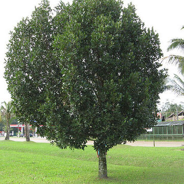 Calophyllaceae unspecified picture