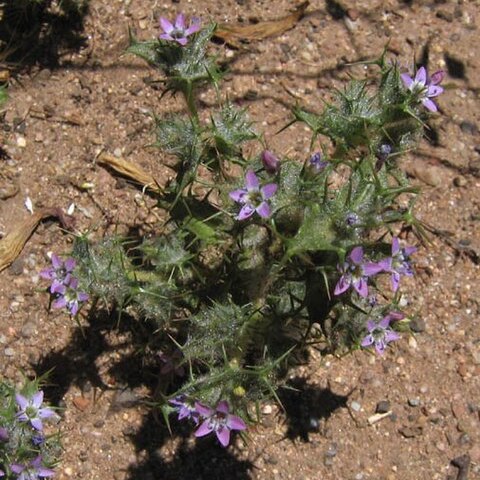 Navarretia hamata unspecified picture