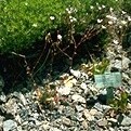 Lewisia congdonii unspecified picture