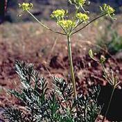 Lomatium congdonii unspecified picture