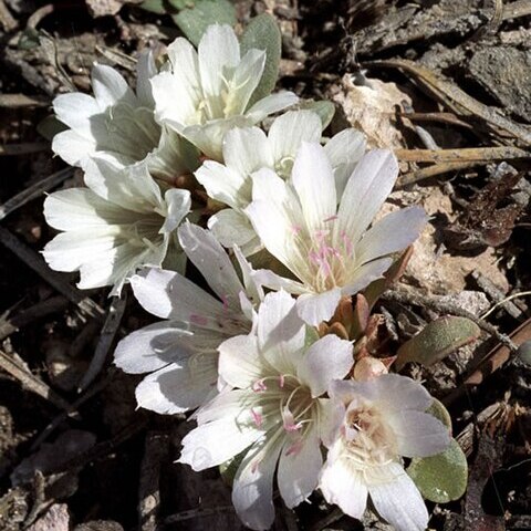 Lewisia kelloggii unspecified picture