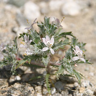 Loeseliastrum schottii unspecified picture