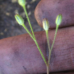 Saltugilia australis unspecified picture