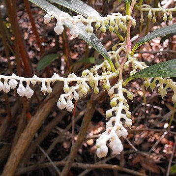 Gaultheria fragrantissima unspecified picture